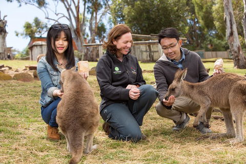 Bonorong Wildlife Park And Richmond Afternoon Tour From Hobart - Accommodation Broome 1