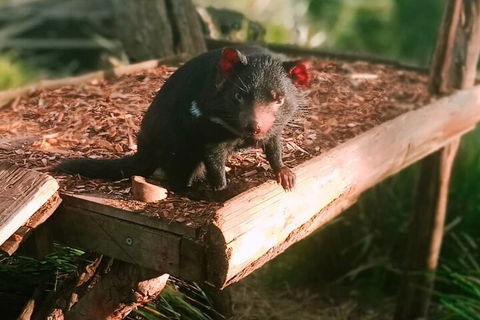 Bonorong Wildlife Park And Richmond Afternoon Tour From Hobart - Accommodation Broome 4