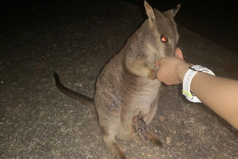 Private Tour To Paronella Park, Historic Village Herberton And Wild Life Wallaby - Accommodation Broome 0