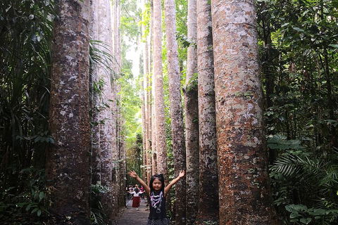 Private Tour To Paronella Park, Historic Village Herberton And Wild Life Wallaby - Accommodation Broome 2