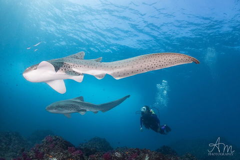 3-Hour Byron Bay Certified Scuba Diving Tour - Accommodation Broome 3