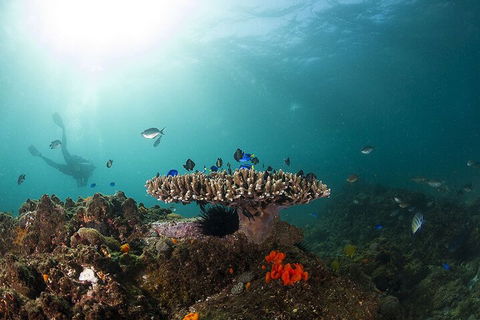 3-Hour Byron Bay Certified Scuba Diving Tour - Accommodation Broome 4