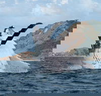 Byron Bay Whale Watching Cruise - Accommodation Broome