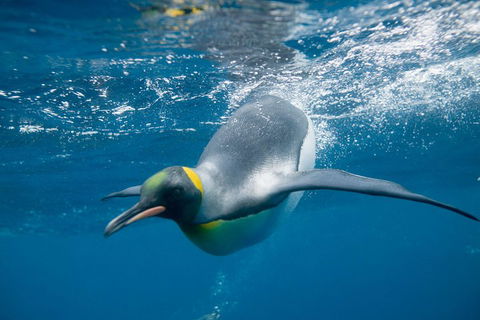 Penguin Passport At SEA LIFE Melbourne Aquarium - Accommodation Broome 3