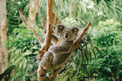 Full-Day Small-Group History And Heritage Tour Of Brisbane City - Accommodation Broome 2