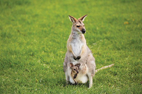 Full-Day Small-Group History And Heritage Tour Of Brisbane City - Accommodation Broome 4