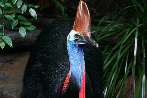 Cape Tribulation, Daintree Rainforest And Wildlife Tour - Accommodation Broome 5