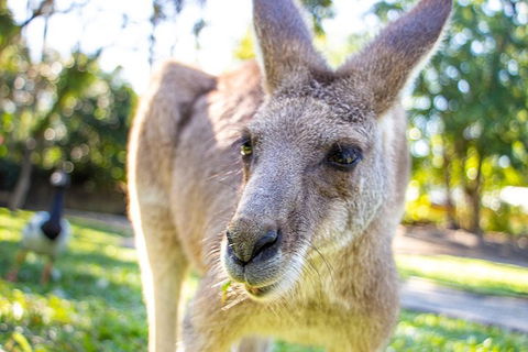 Virtual Interactive Australian Wildlife Tour With Private Guide-Wildlife Habitat - Accommodation Broome 2