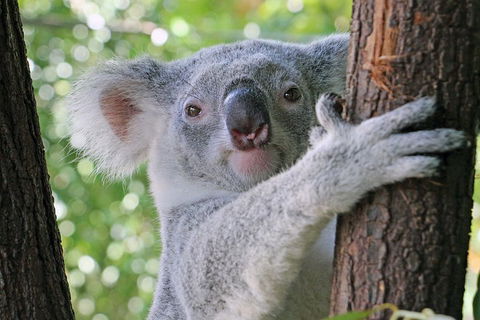 Virtual Interactive Australian Wildlife Tour With Private Guide-Wildlife Habitat - Accommodation Broome 3