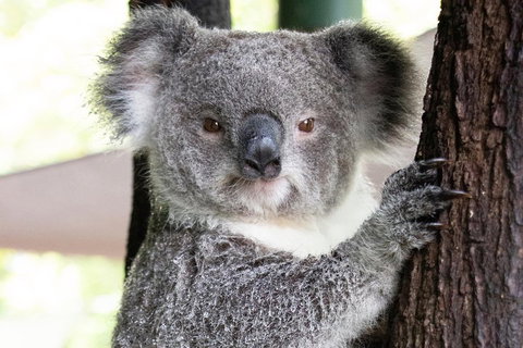 Wildlife Habitat Port Douglas - Accommodation Broome 1