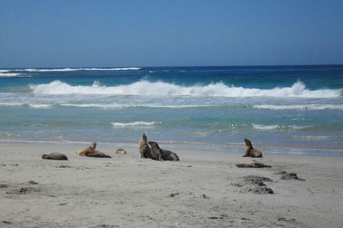 Kangaroo Island In A Day Tour From Adelaide - Accommodation Broome 1