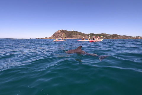 Kayaking With Dolphins In Byron Bay Guided Tour - Accommodation Broome 5