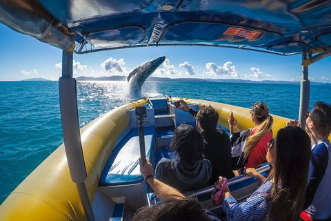Ocean Rafting Tour To Whitehaven Beach, Hill Inlet Lookout & Top Snorkel Spots - Accommodation Broome 4