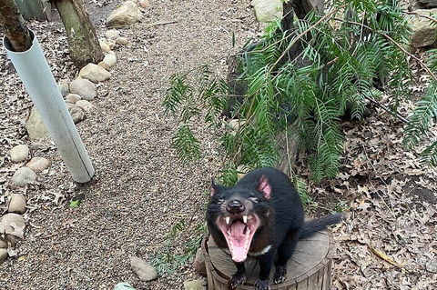 Featherdale Wildlife Park General Admission - Accommodation Broome 1