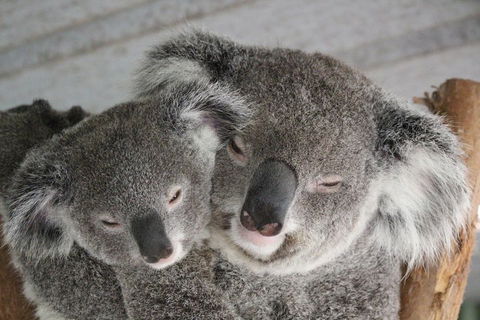 Featherdale Wildlife Park General Admission - Accommodation Broome 4