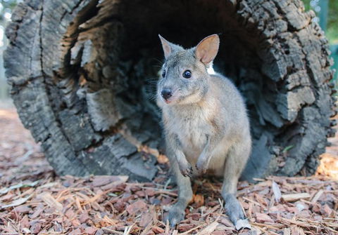Featherdale Wildlife Park General Admission - Accommodation Broome 5