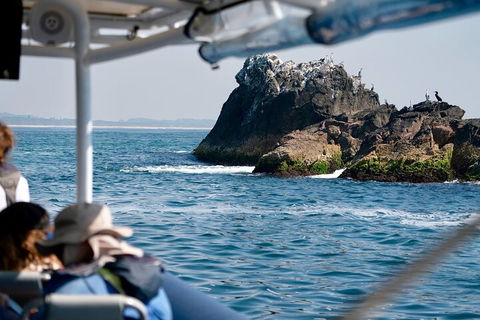 Julian Rocks Byron Bay Cruise - Accommodation Broome 2