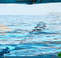 Cruise with Dolphins in Byron Bay - Accommodation Broome