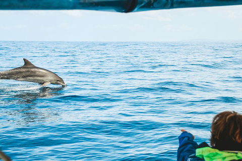 Cruise With Dolphins In Byron Bay - Accommodation Broome 0