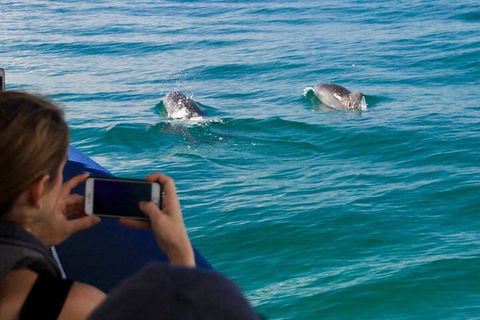Cruise With Dolphins In Byron Bay - Accommodation Broome 1