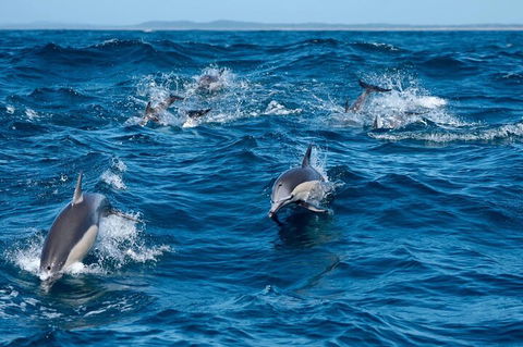 Cruise With Dolphins In Byron Bay - Accommodation Broome 2