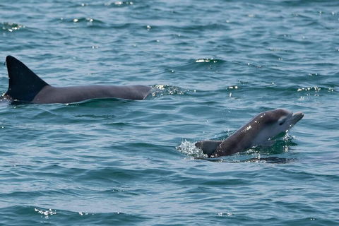 Cruise With Dolphins In Byron Bay - Accommodation Broome 5