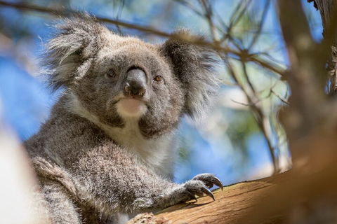 Phillip Island Penguin And Koala Highlights Day-Trip From Melbourne - Accommodation Broome 2
