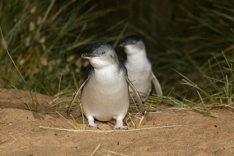 Phillip Island Penguin And Koala Highlights Day-Trip From Melbourne - Accommodation Broome 3
