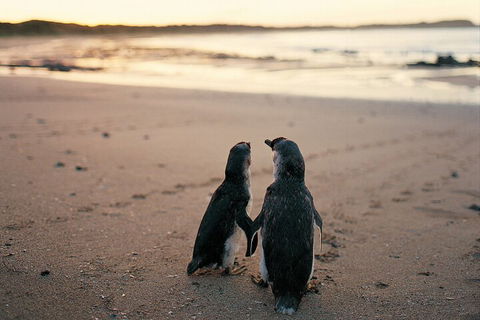 Phillip Island Penguin And Koala Highlights Day-Trip From Melbourne - Accommodation Broome 4