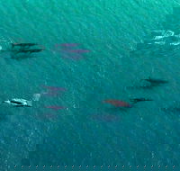 40-45 Minute Port Stephens and Stockton Beach Helicopter Flight - For 2 - Accommodation Broome
