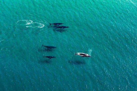 40-45 Minute Port Stephens And Stockton Beach Helicopter Flight - For 2 - Accommodation Broome 0