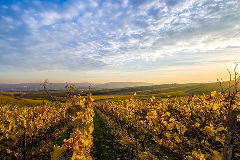 Wine Tours Sydney - Southern Highlands Day Escape, Full Day Wine Tasting Tour - Accommodation Broome 1