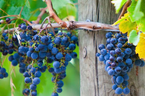 Yarra Valley, Dandenong Ranges Inc. Lunch With Wine,plus Morning Tea,chocolate - Accommodation Broome 0