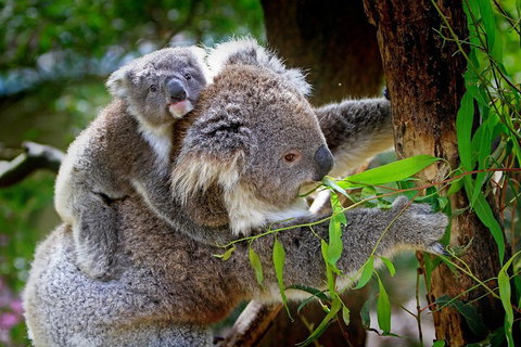 Private Three Day Great Ocean Road Tour - Accommodation Broome 2
