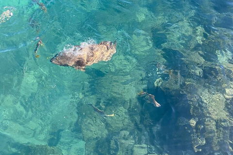 Aquascene Magnetic Island Discovery Tour - Accommodation Broome 1