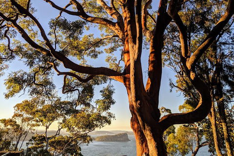 Manly & Sydney's Northern Beaches With 'Personalised Sydney Tours' - Accommodation Broome 4