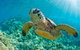 All Inclusive Dolphin And Tangalooma Wrecks Cruise - thumb 3