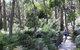 Self-Guided Waterfall Gully To Mount Lofty Hike From Adelaide - thumb 2