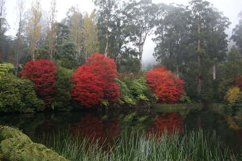 LGBT+ Friendly Full Day Yarra Valley & Dandenong Ranges Private Tour - Accommodation Broome 2