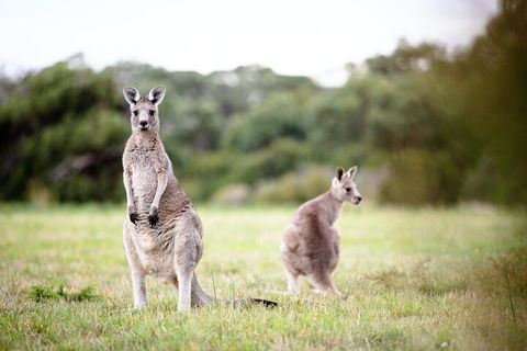 LGBT+ Friendly 3 Day Tour The Grampians, Daylesford & Ballarat - Accommodation Broome 2
