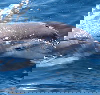 Jervis Bay Dolphin Watch Cruise - Accommodation Broome