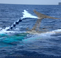 Whale Watching Jervis Bay - Accommodation Broome