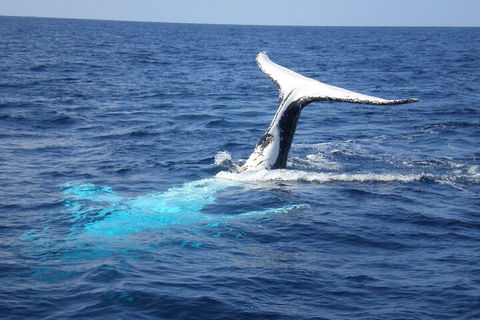 Whale Watching Jervis Bay - Accommodation Broome 0