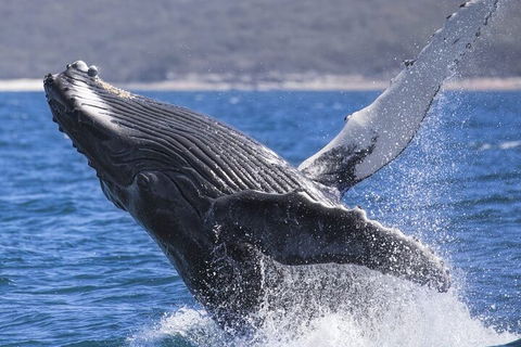Whale Watching Jervis Bay - Accommodation Broome 2