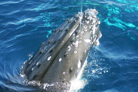 Whale Watching Jervis Bay - Accommodation Broome 3