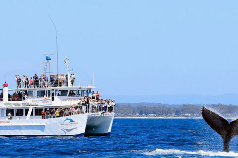 Whale Watching Jervis Bay - Accommodation Broome 4