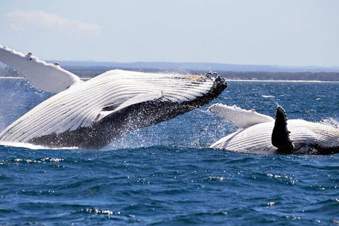 Whale Watching Jervis Bay - Accommodation Broome 5