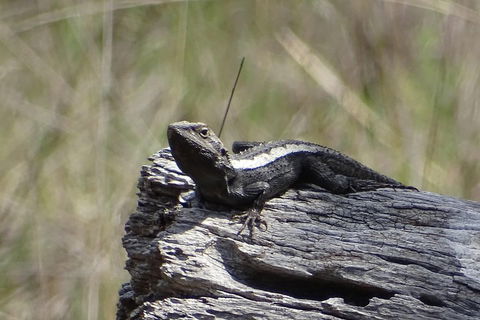 Inside The Greater Blue Mountains World Heritage - A Private Wildlife Safari Overnight - Accommodation Broome 2