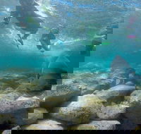 Manly and Shelly Beach Snorkeling Tour