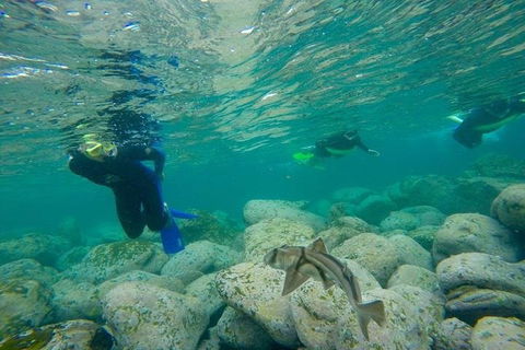 Manly And Shelly Beach Snorkeling Tour - Accommodation Broome 1